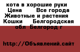 кота в хорошие руки › Цена ­ 0 - Все города Животные и растения » Кошки   . Белгородская обл.,Белгород г.